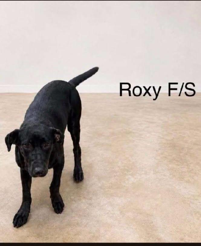 Roxy, adopted, Adult Female Labrador Retriever.