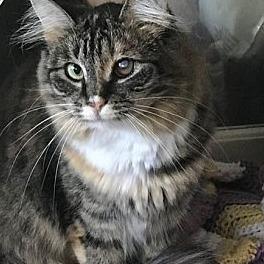 Enlarge Fetti, a Adoptable Domestic Long Hair in Greensburg, PA image 1/1