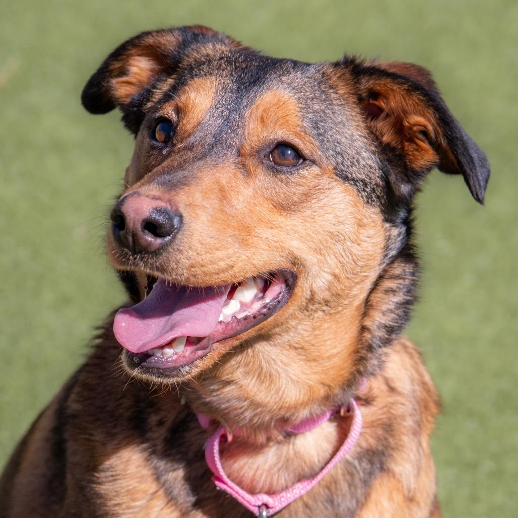 Enlarge Bubbles, a Adoptable mixed breed in Albuquerque, NM image 1/6