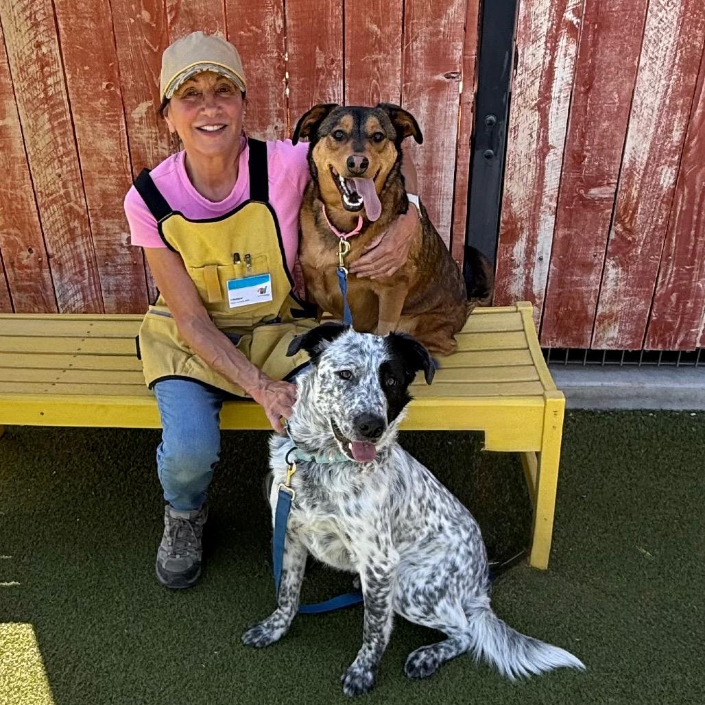 Enlarge Bubbles, a Adoptable mixed breed in Albuquerque, NM image 2/6