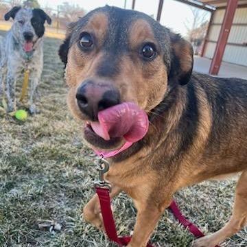 Enlarge Bubbles, a Adoptable mixed breed in Albuquerque, NM image 3/6