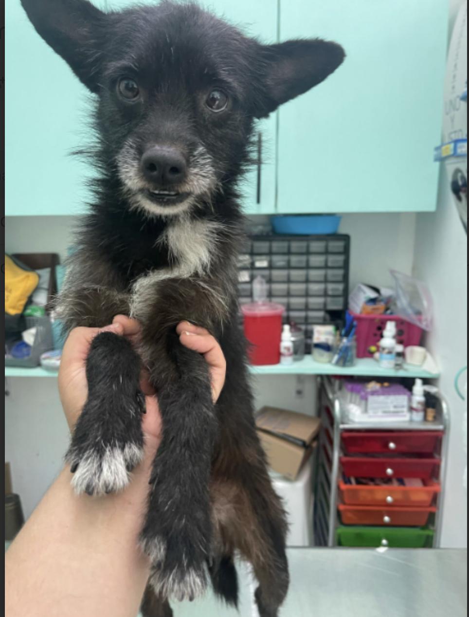Joseph, an adoptable Mixed Breed in EL COLORADO, JAL, 48265 | Photo Image 3