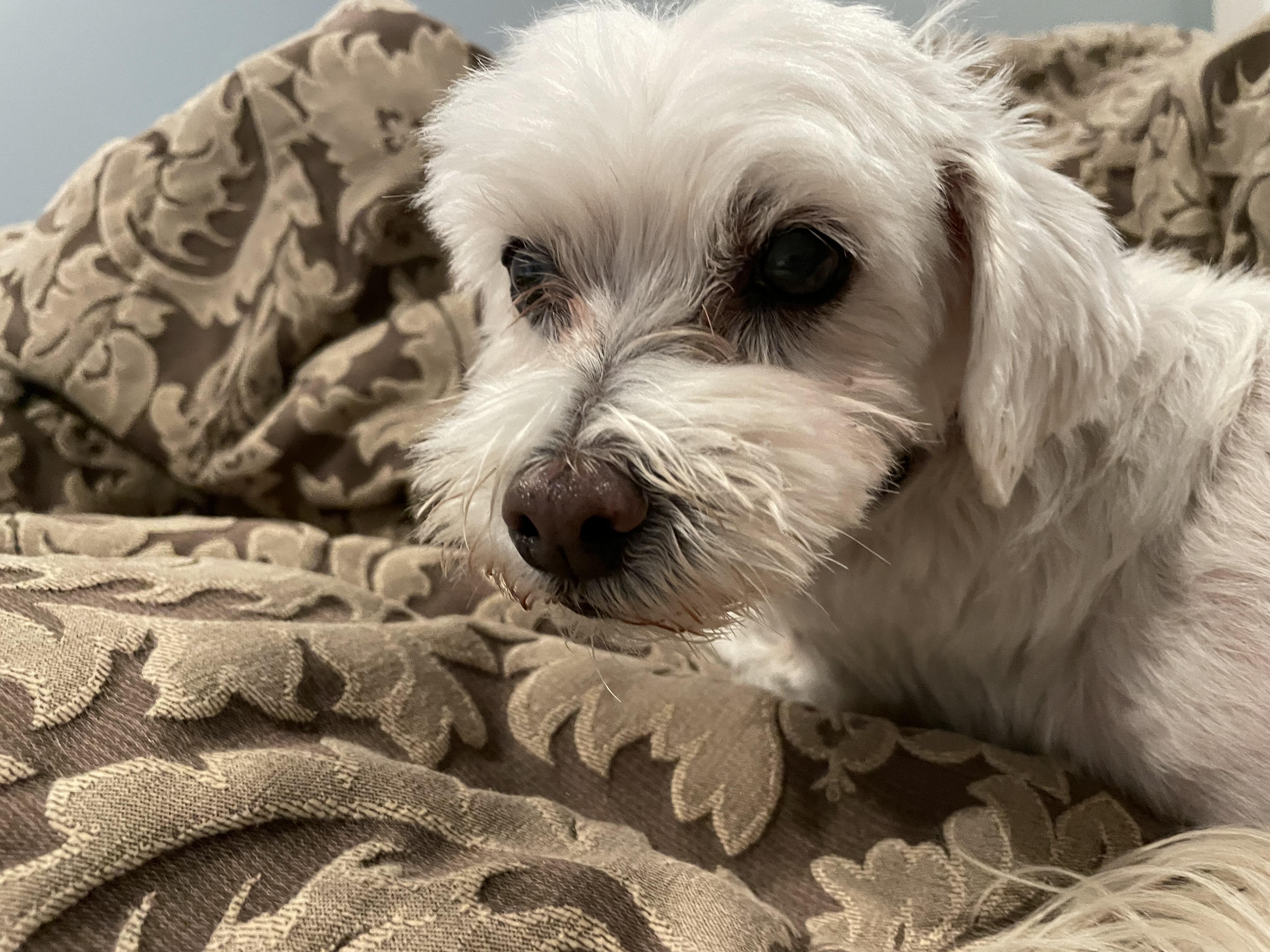 Princess, Adopted, Senior Female Maltese.