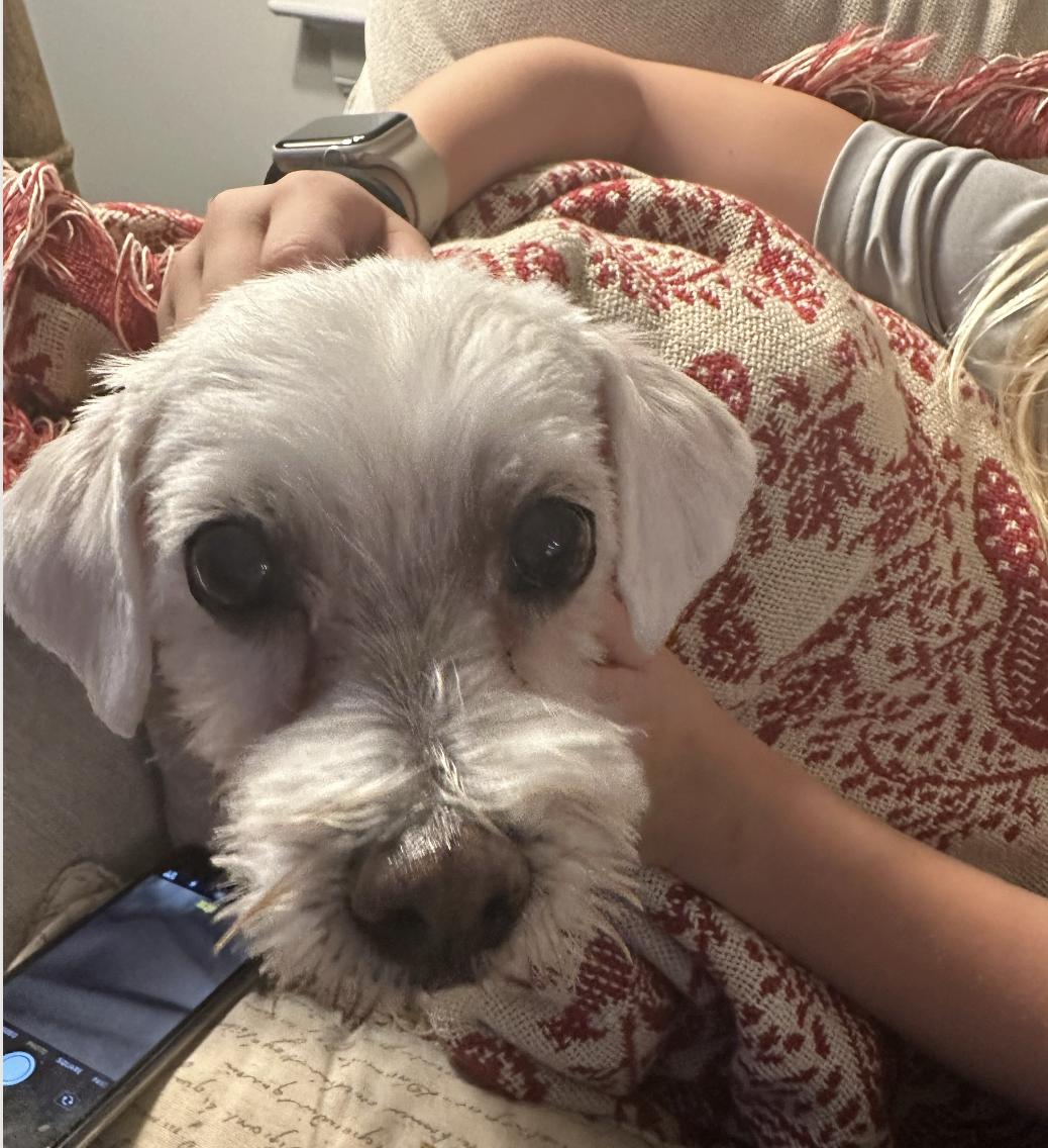 Enlarge Princess, a Adopted Maltese in Raleigh, NC image 2/6