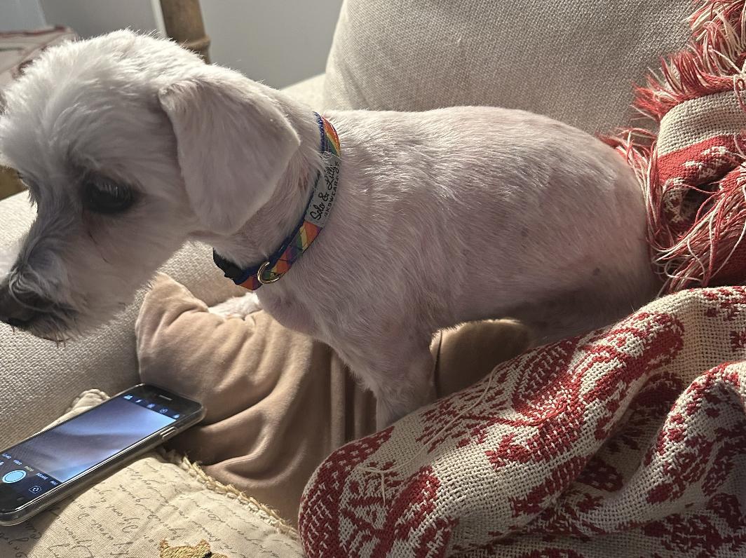 Enlarge Princess, a Adopted Maltese in Raleigh, NC image 3/6