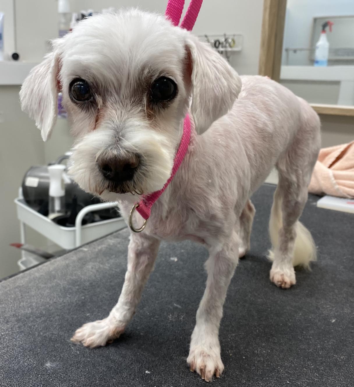 Enlarge Princess, a Adopted Maltese in Raleigh, NC image 4/6