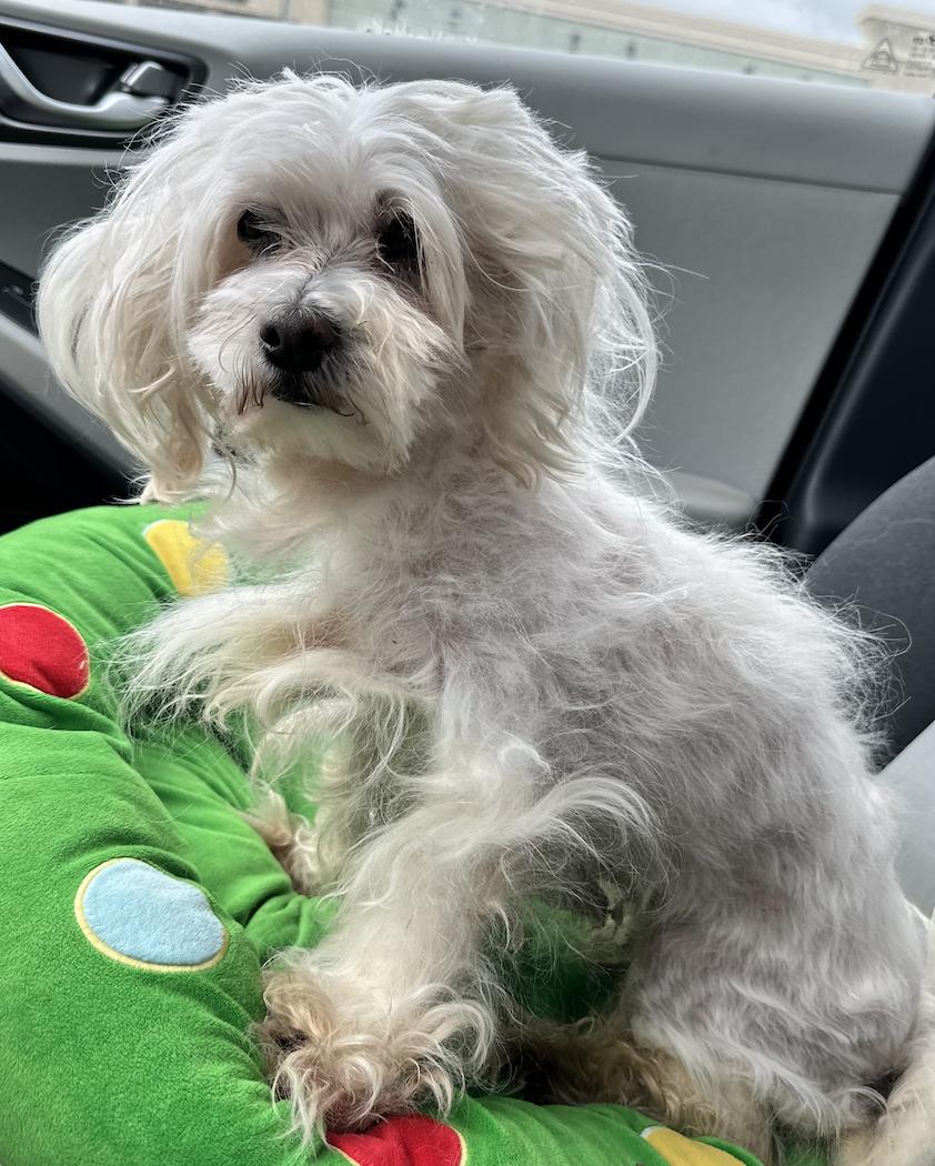 Enlarge Princess, a Adopted Maltese in Raleigh, NC image 5/6