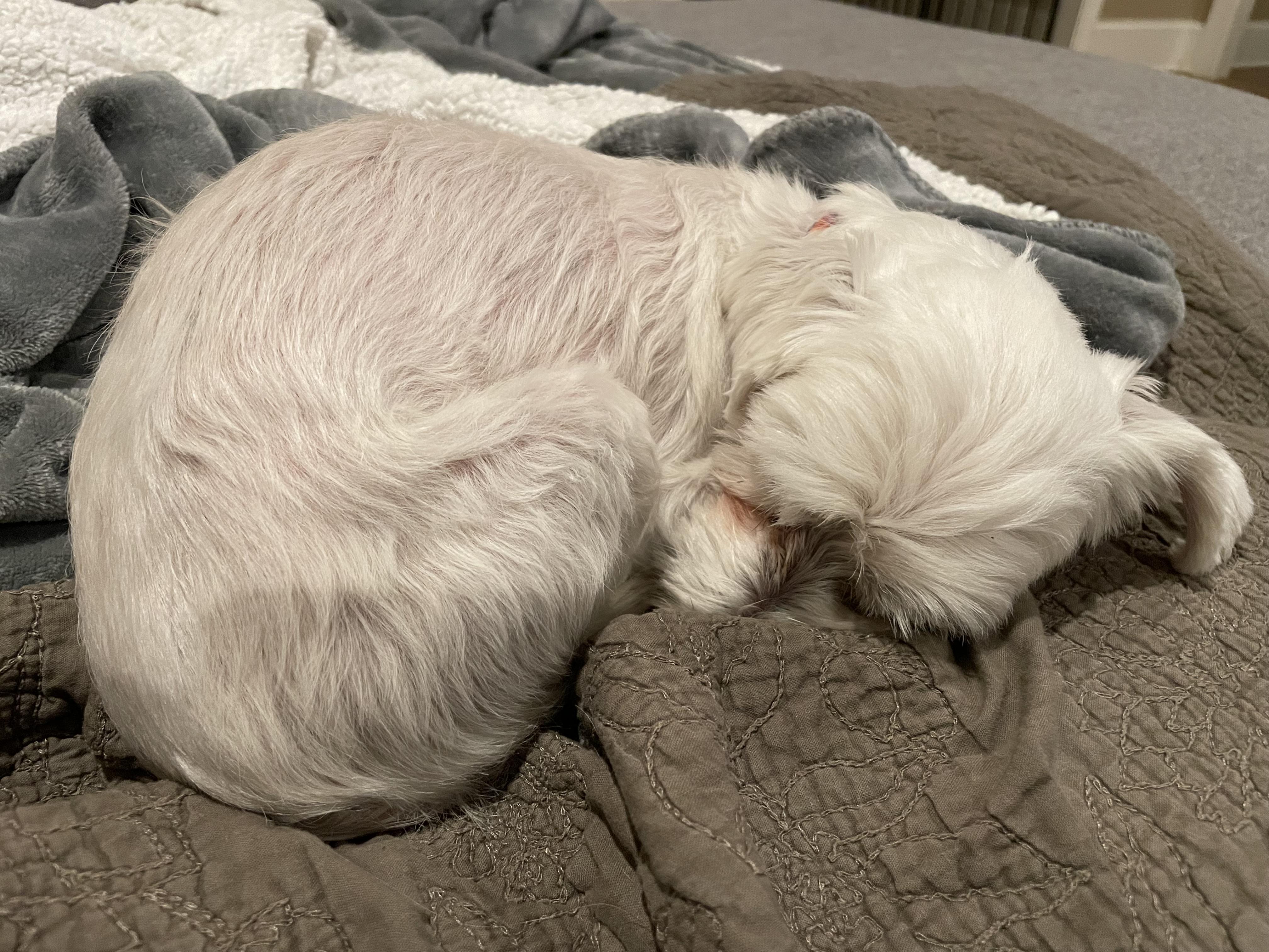 Enlarge Princess, a Adopted Maltese in Raleigh, NC image 6/6
