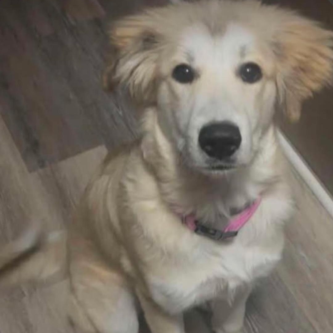 Enlarge Dolly, a Adoptable mixed breed in Raeford, NC image 1/4