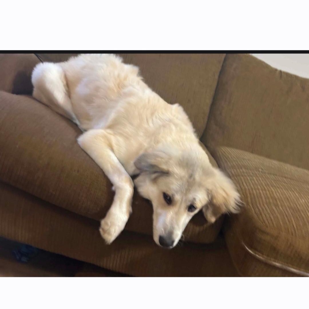 Enlarge Dolly, a Adoptable mixed breed in Raeford, NC image 4/4