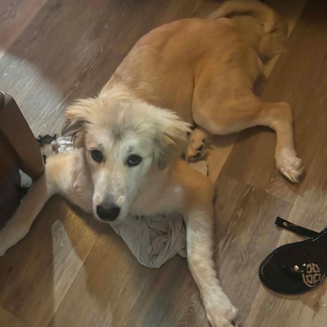 Enlarge Dolly, a Adoptable mixed breed in Raeford, NC image 3/4