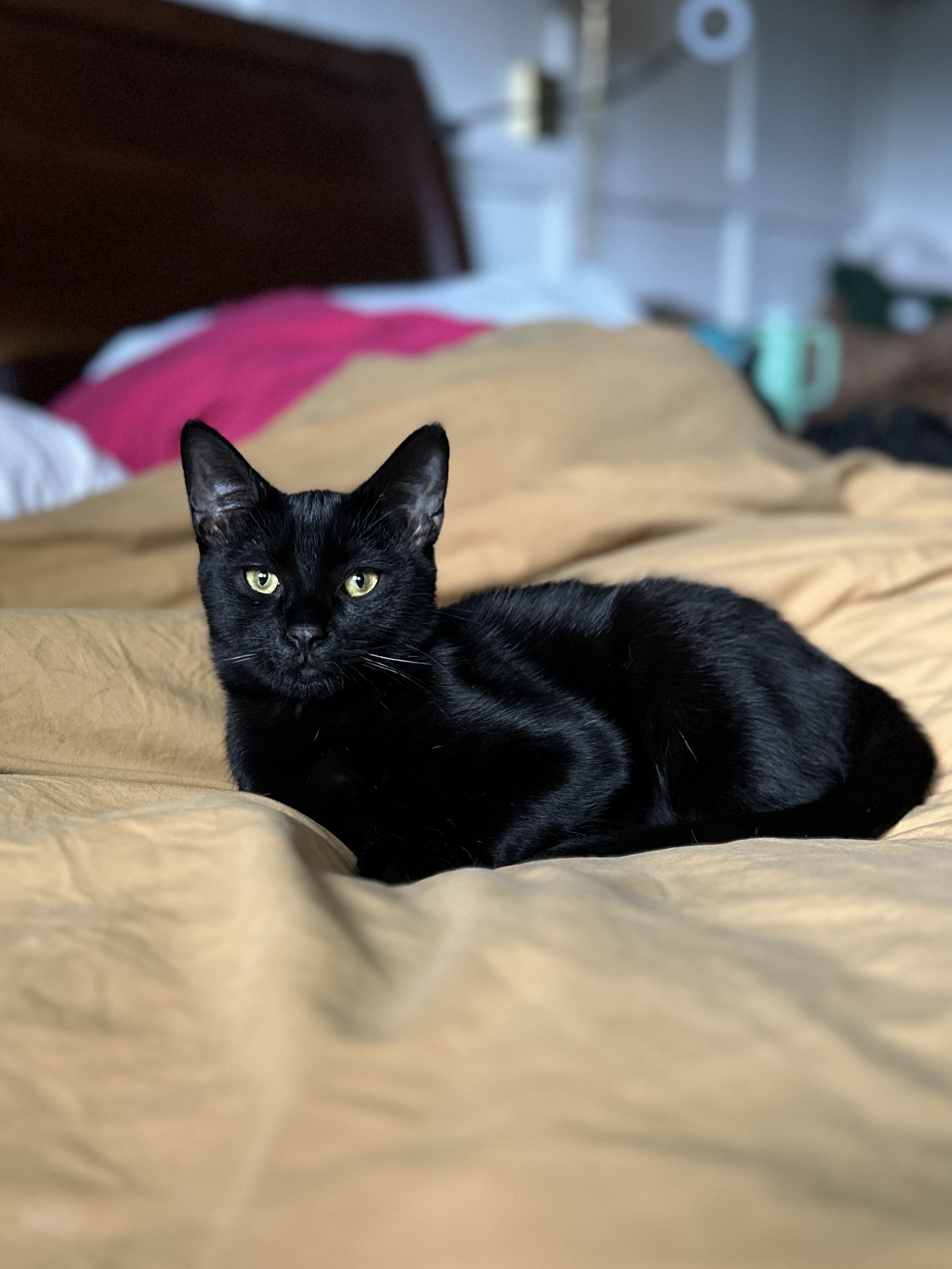 Cat for adoption Alex (bonded with Axel), a Domestic Short Hair in