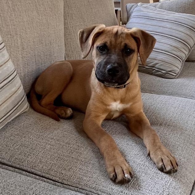 Claire*, an adopted mixed breed in Newport, RI image 1/3