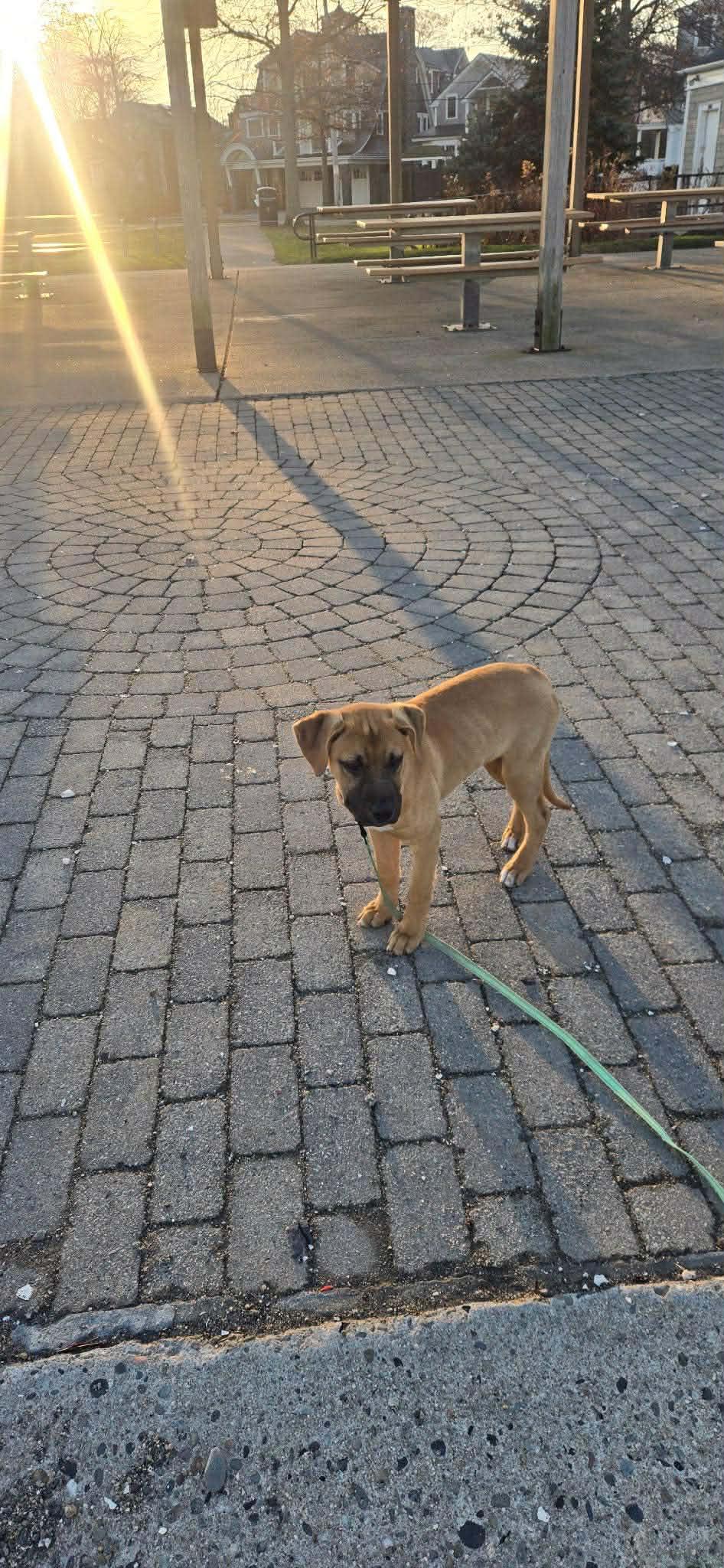 Claire*, an adopted mixed breed in Newport, RI image 2/3