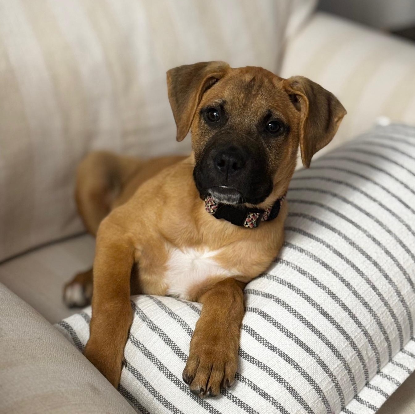 Claire*, an adopted mixed breed in Newport, RI image 3/3
