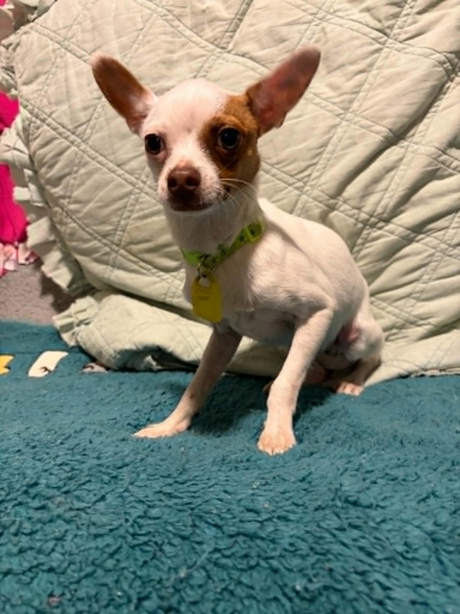 Zoomer, Adoptable, Young Male Chihuahua.