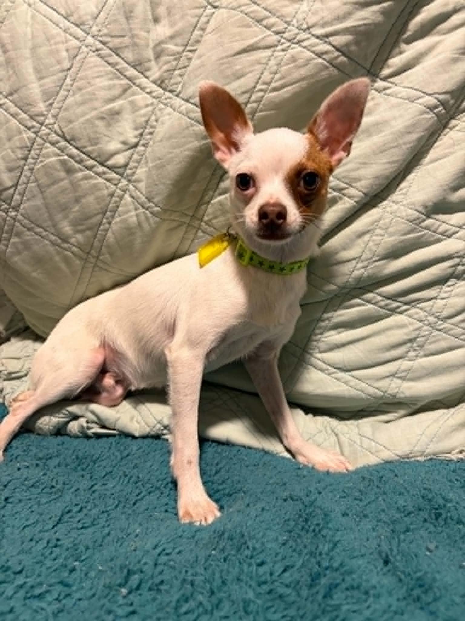 Zoomer, a Adoptable Chihuahua in Mukwonago, WI image 2/3