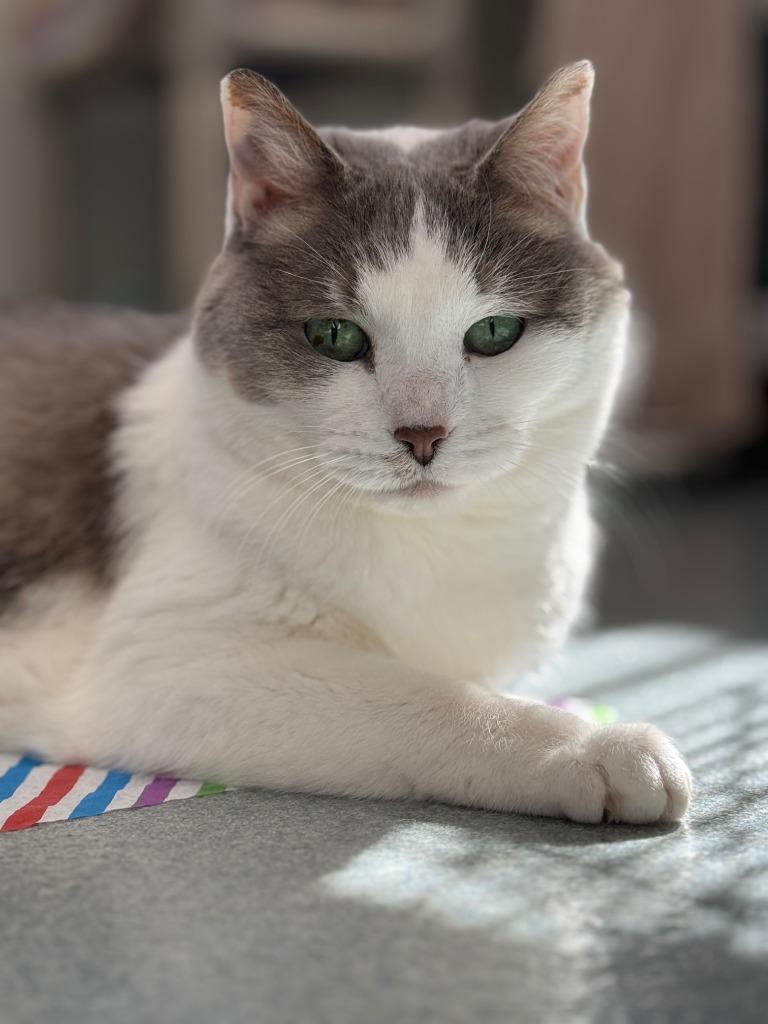 Amelia, a Adoptable mixed breed in Cumberland, ME image 4/6