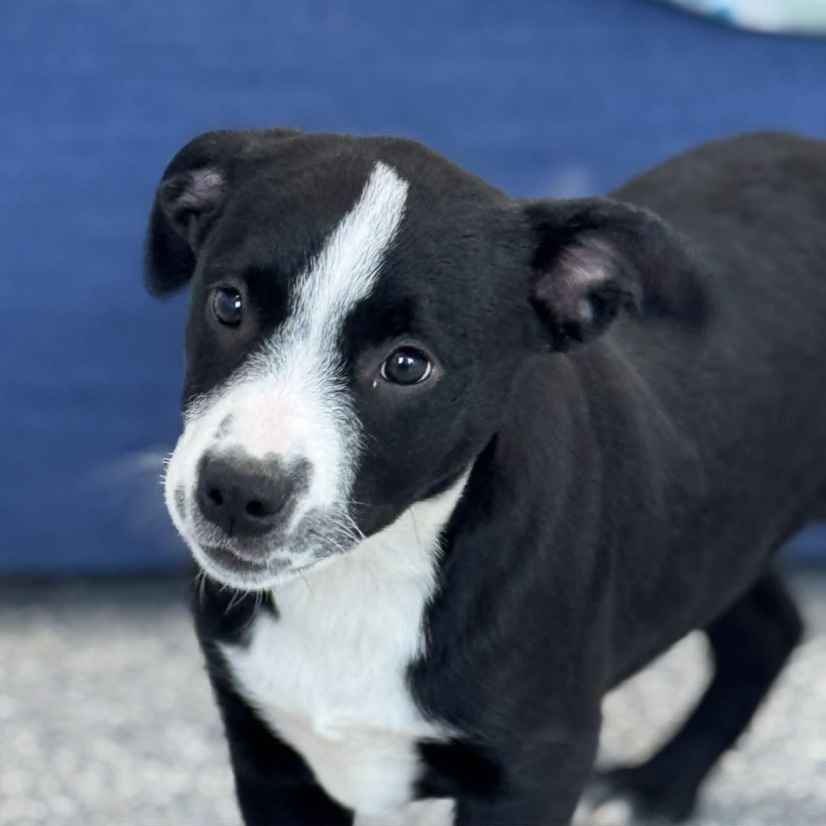 Enlarge Evelynn, an adoptable mixed breed image 1/4