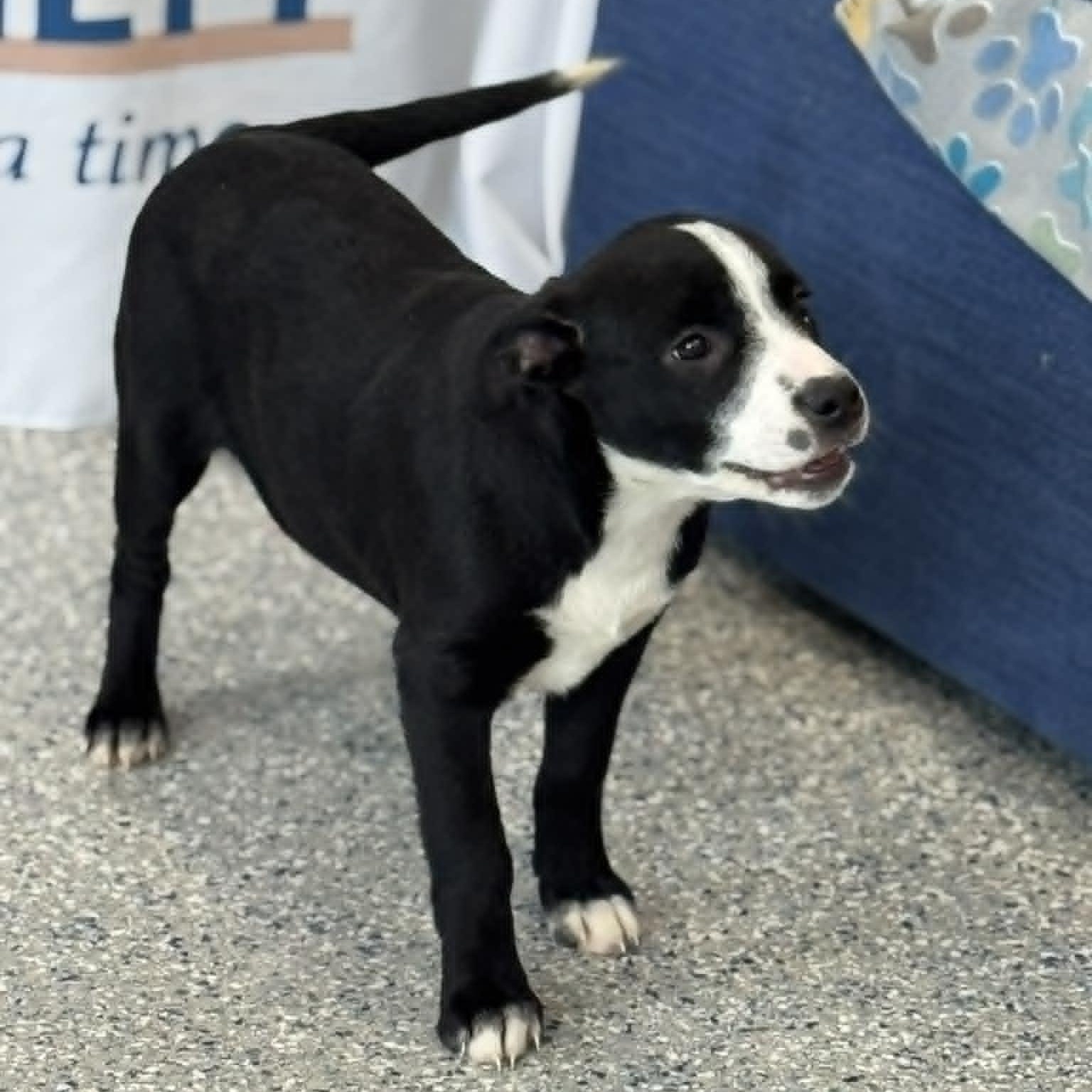 Enlarge Evelynn, an adoptable mixed breed image 3/4