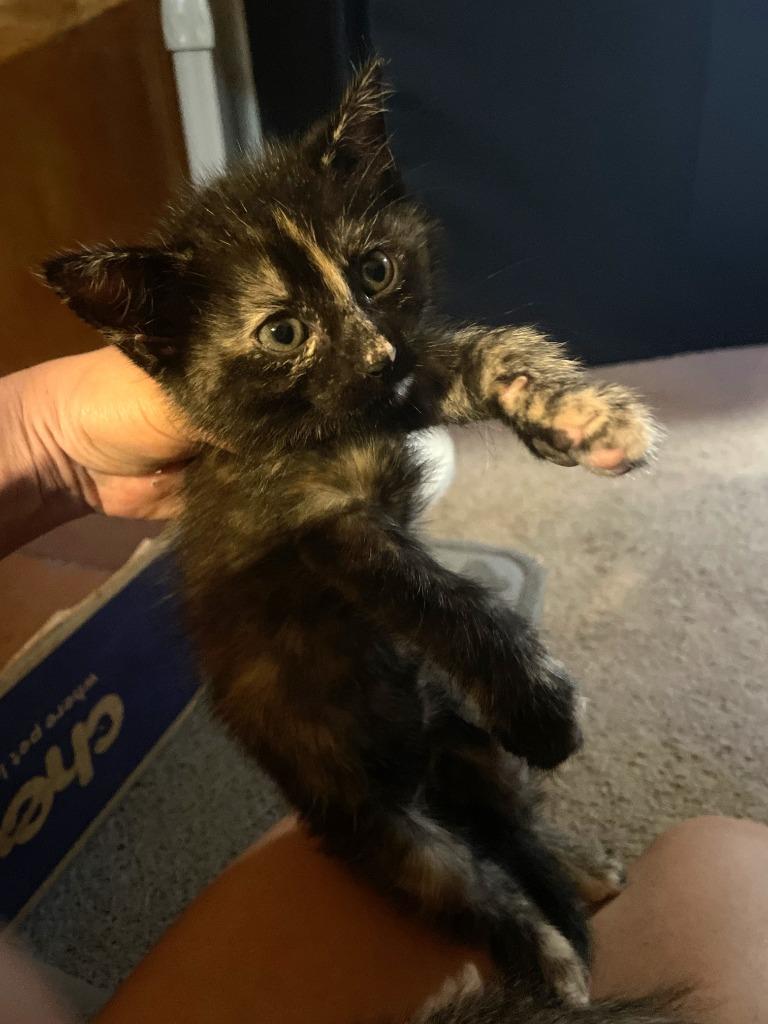 Blaze, Adoptable, Young Female Domestic Short Hair.