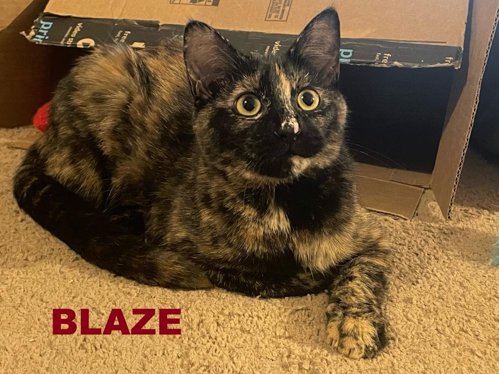 Enlarge Blaze, a Adoptable mixed breed in Owatonna, MN image 2/6