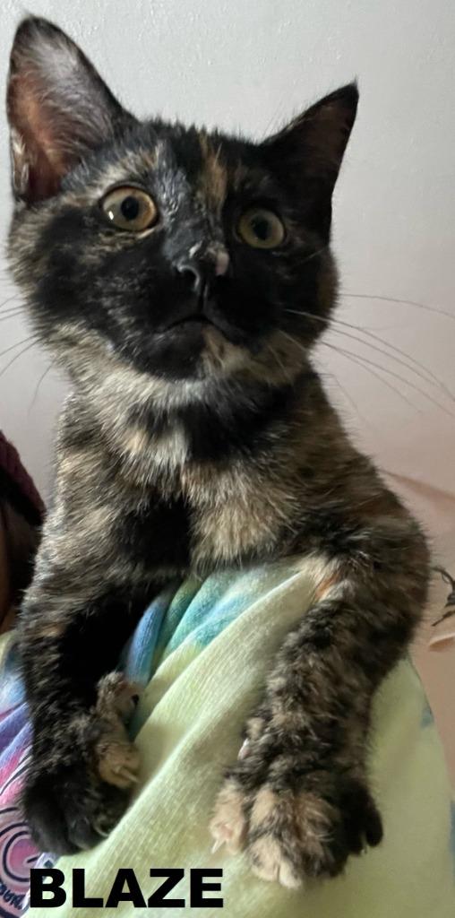 Enlarge Blaze, a Adoptable mixed breed in Owatonna, MN image 4/6