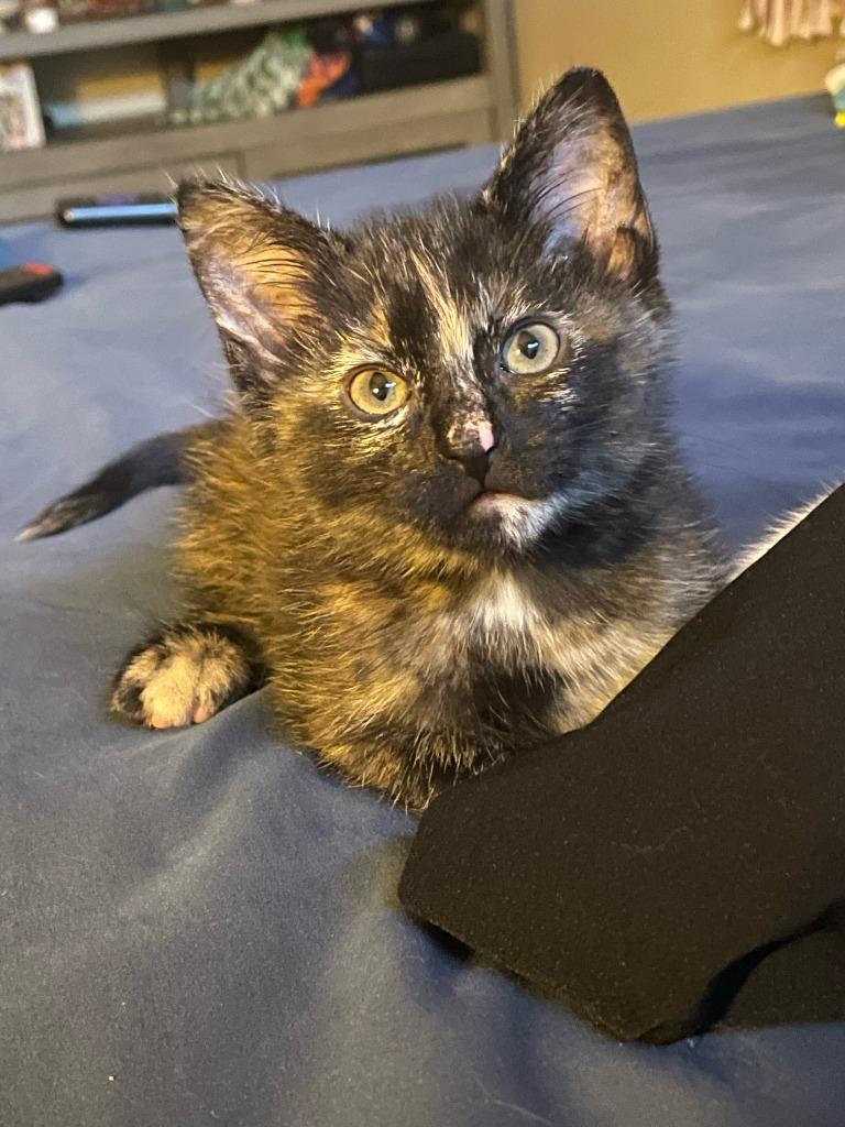 Enlarge Blaze, a Adoptable mixed breed in Owatonna, MN image 4/6