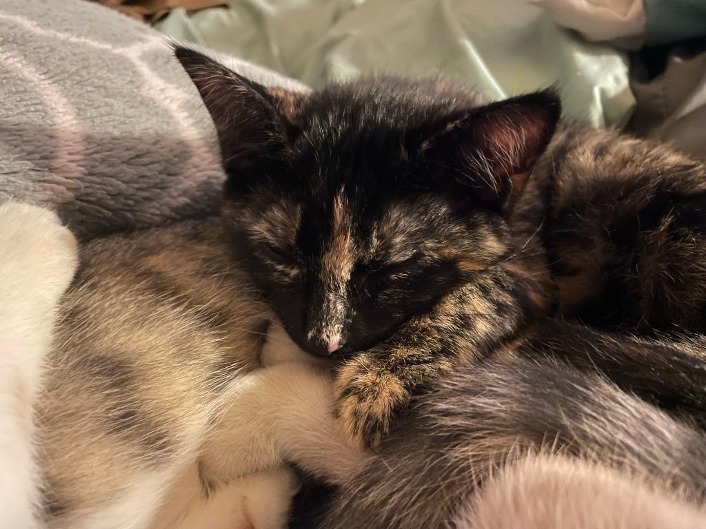 Enlarge Blaze, a Adoptable mixed breed in Owatonna, MN image 5/6