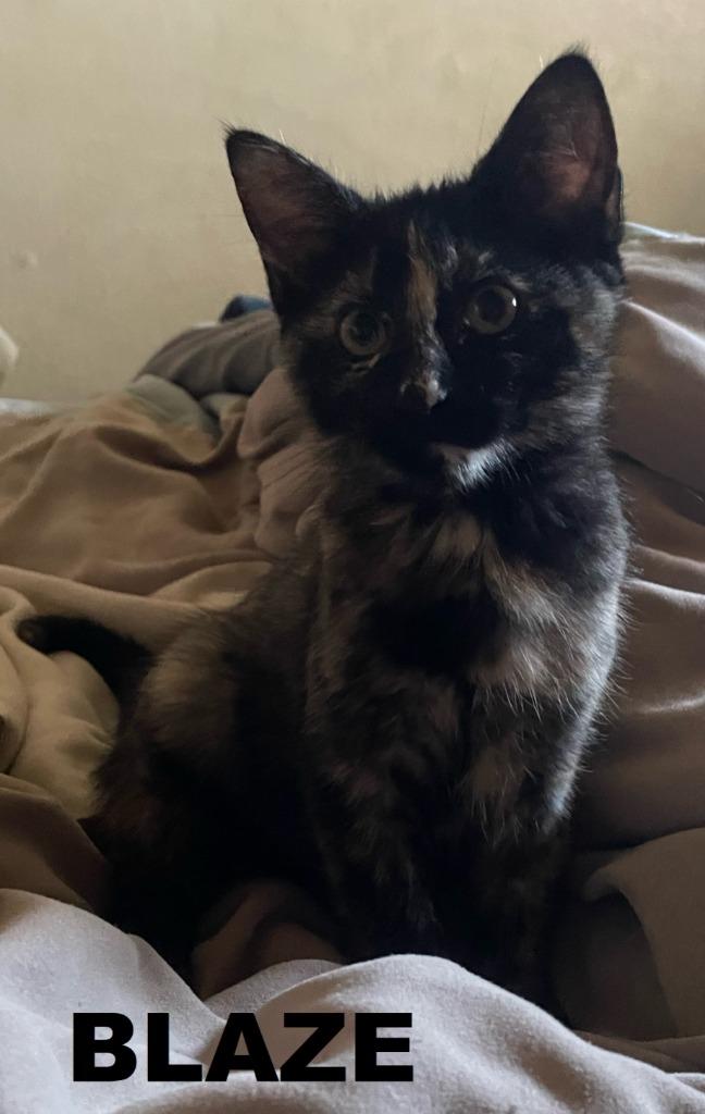 Enlarge Blaze, a Adoptable mixed breed in Owatonna, MN image 6/6