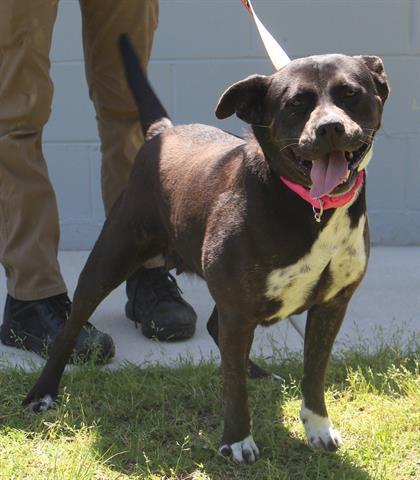 Enlarge PRINCESS, a Adoptable mixed breed in Lexington, SC image 1/1