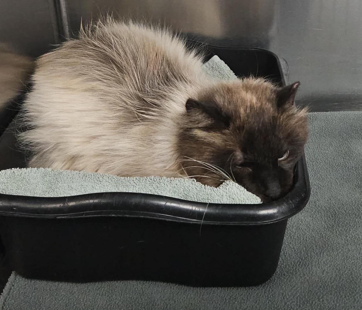 Enlarge Frappicino, a ADOPTABLE mixed breed in Richboro, PA image 3/3