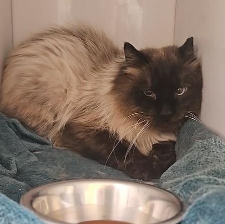 Frappicino, ADOPTABLE, Senior Male Ragdoll.