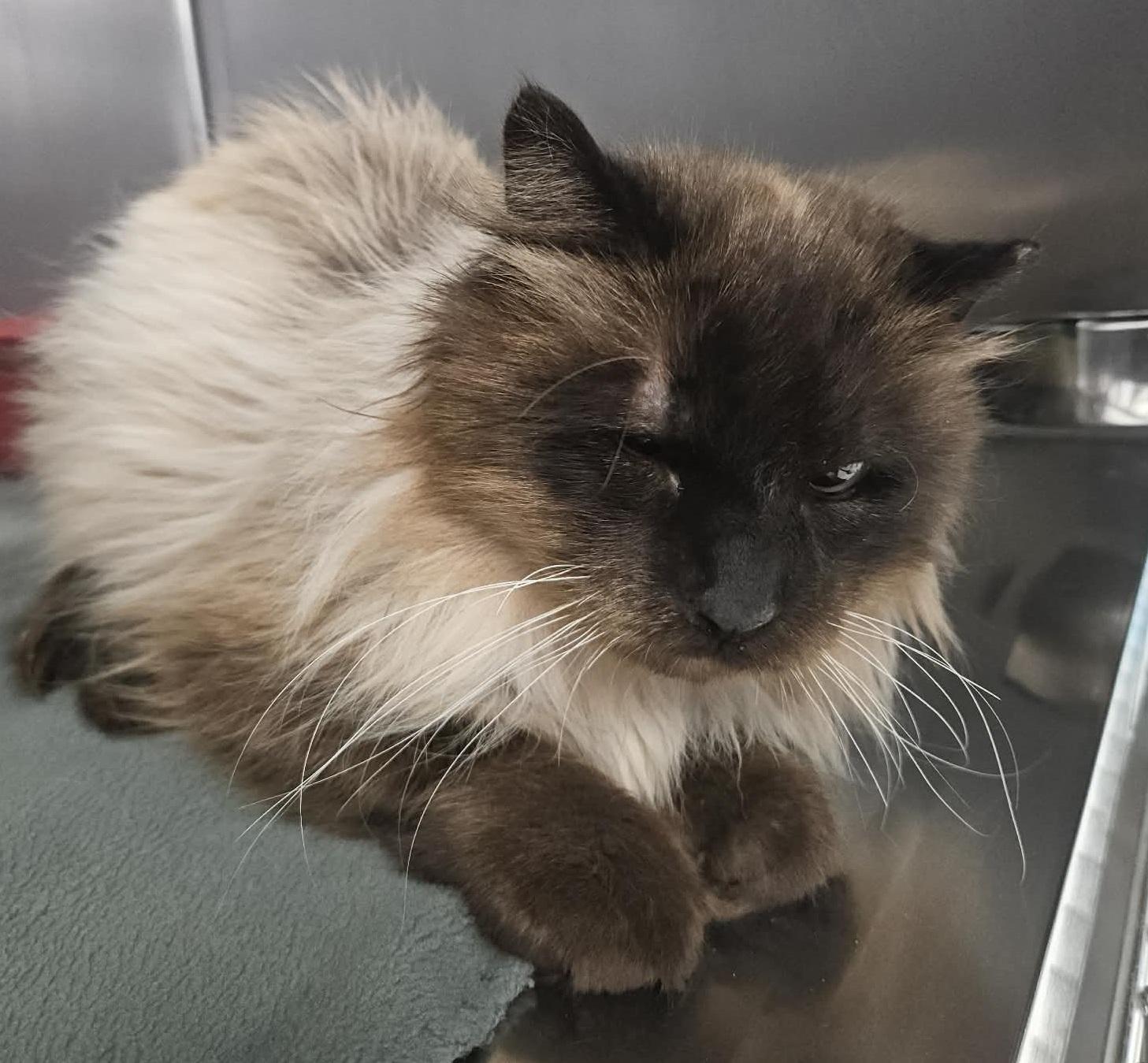 Enlarge Frappicino, a ADOPTABLE mixed breed in Richboro, PA image 2/3