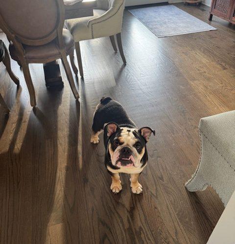 Enlarge Kash, a Adoptable English Bulldog in Chicago, IL image 1/6