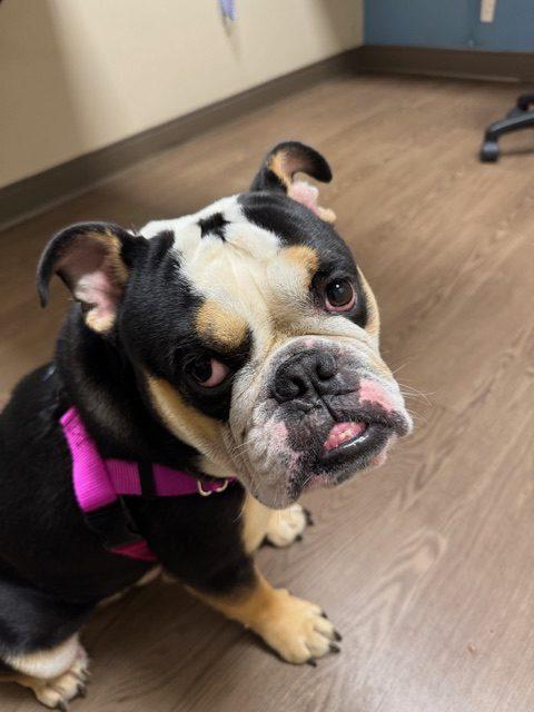 Enlarge Kash, a Adoptable English Bulldog in Chicago, IL image 2/6