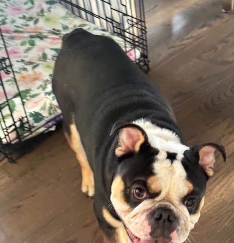 Enlarge Kash, a Adoptable English Bulldog in Chicago, IL image 3/6
