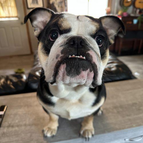 Enlarge Kash, a Adoptable English Bulldog in Chicago, IL image 4/6