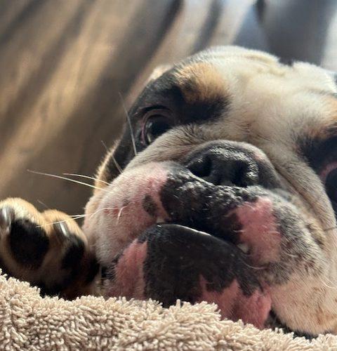 Enlarge Kash, a Adoptable English Bulldog in Chicago, IL image 5/6