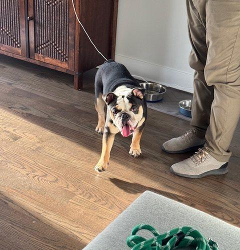 Enlarge Kash, a Adoptable English Bulldog in Chicago, IL image 6/6