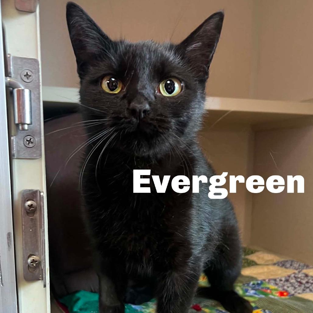 Evergreen 251130, Adoptable, Adult Female Domestic Short Hair.