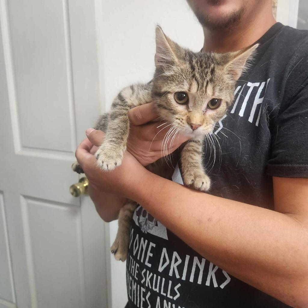 Keller, Adoptable, Young Male Domestic Short Hair.