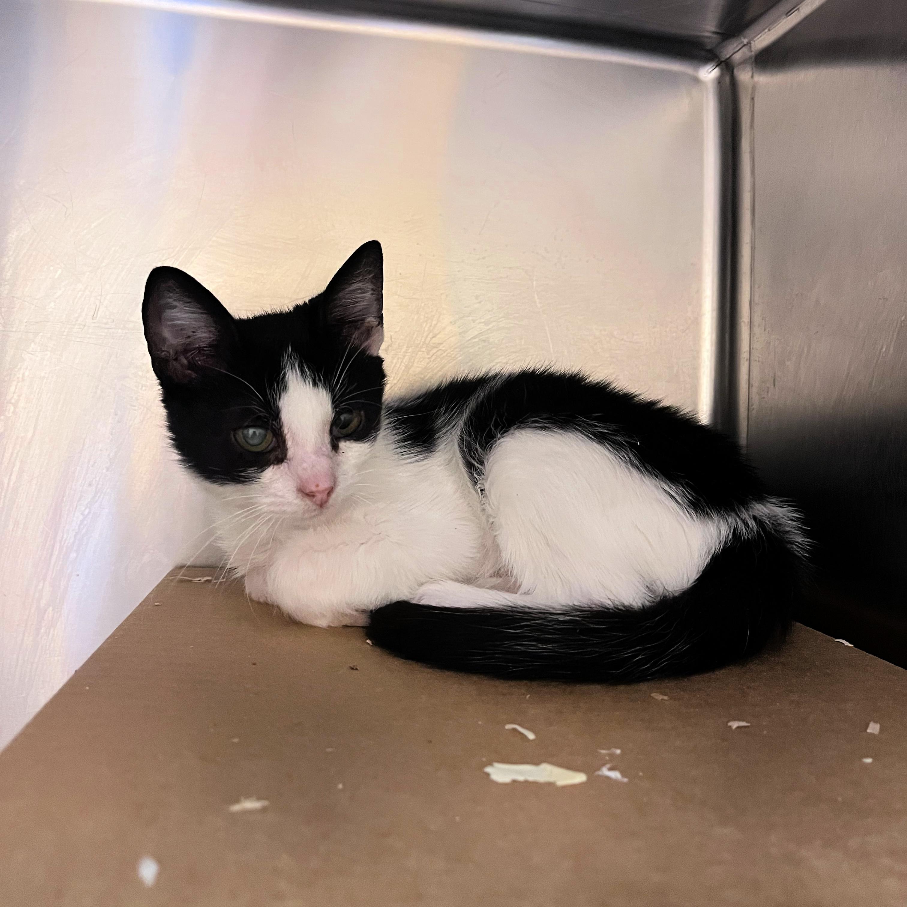 Zorro, Adoptable, Kitten Male Domestic Short Hair.