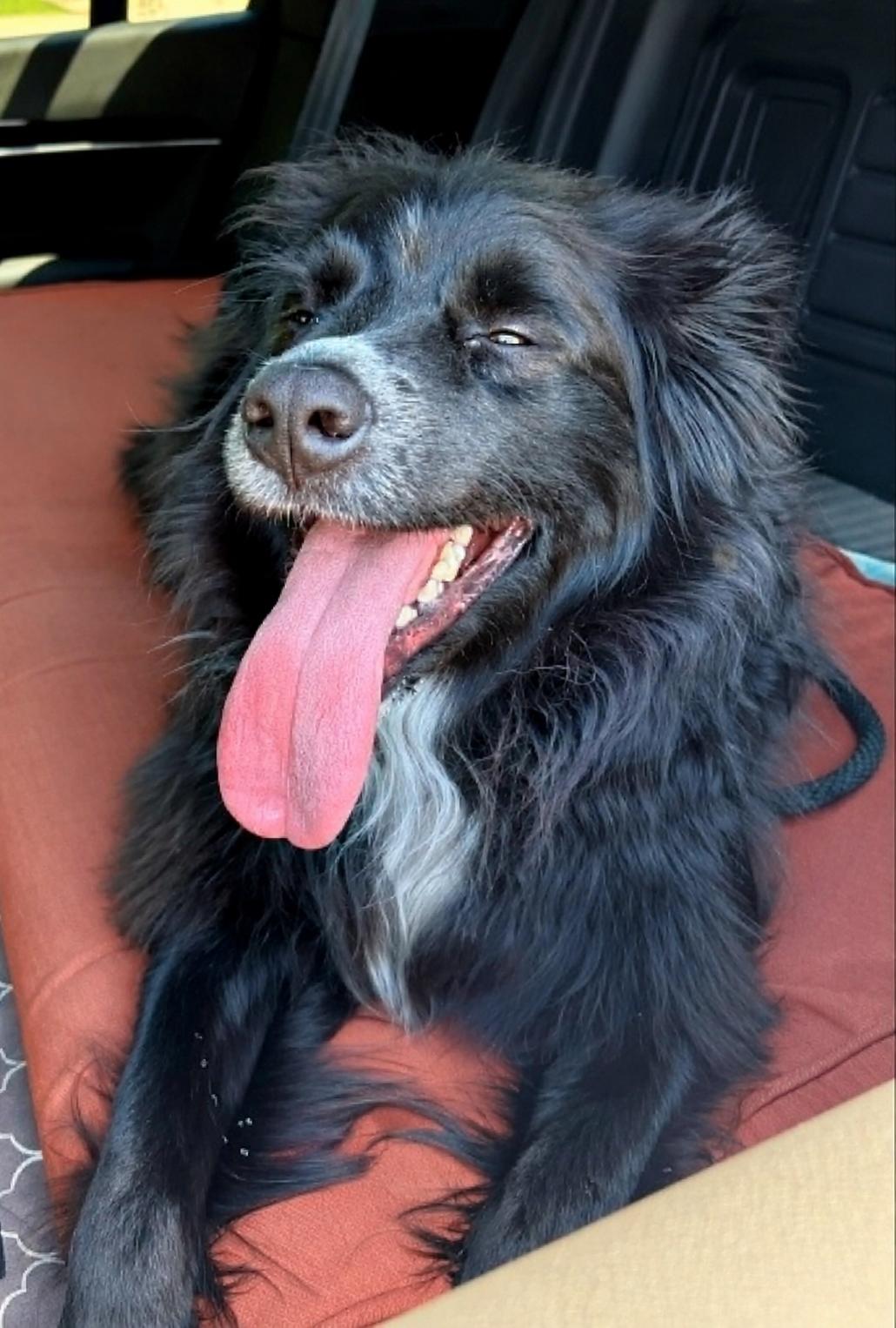 Murphy - adopted, adopted, Adult Male Border Collie & Australian Shepherd.