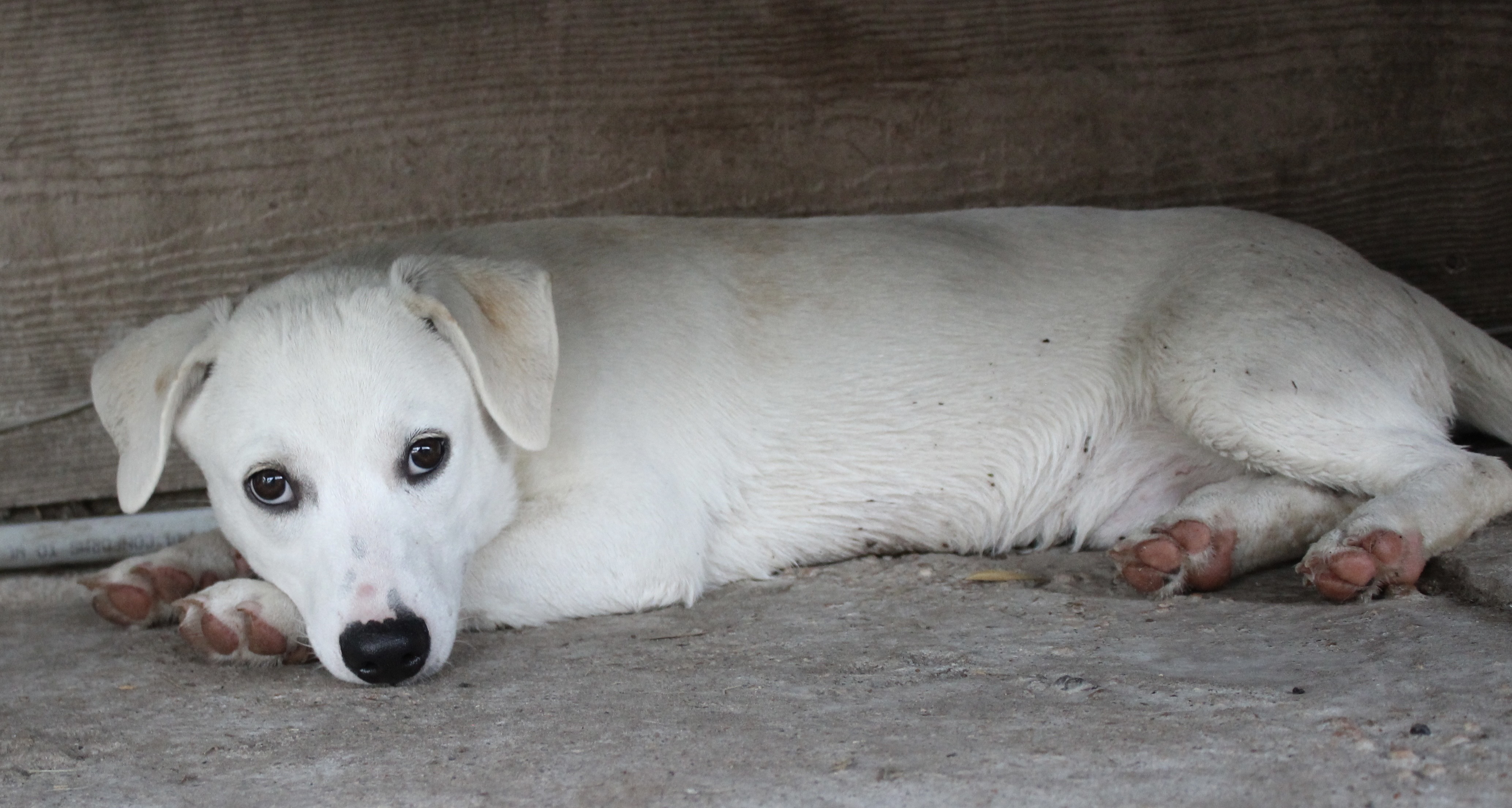 Dog for adoption Blanco, a Mixed Breed in Stowe, VT Petfinder