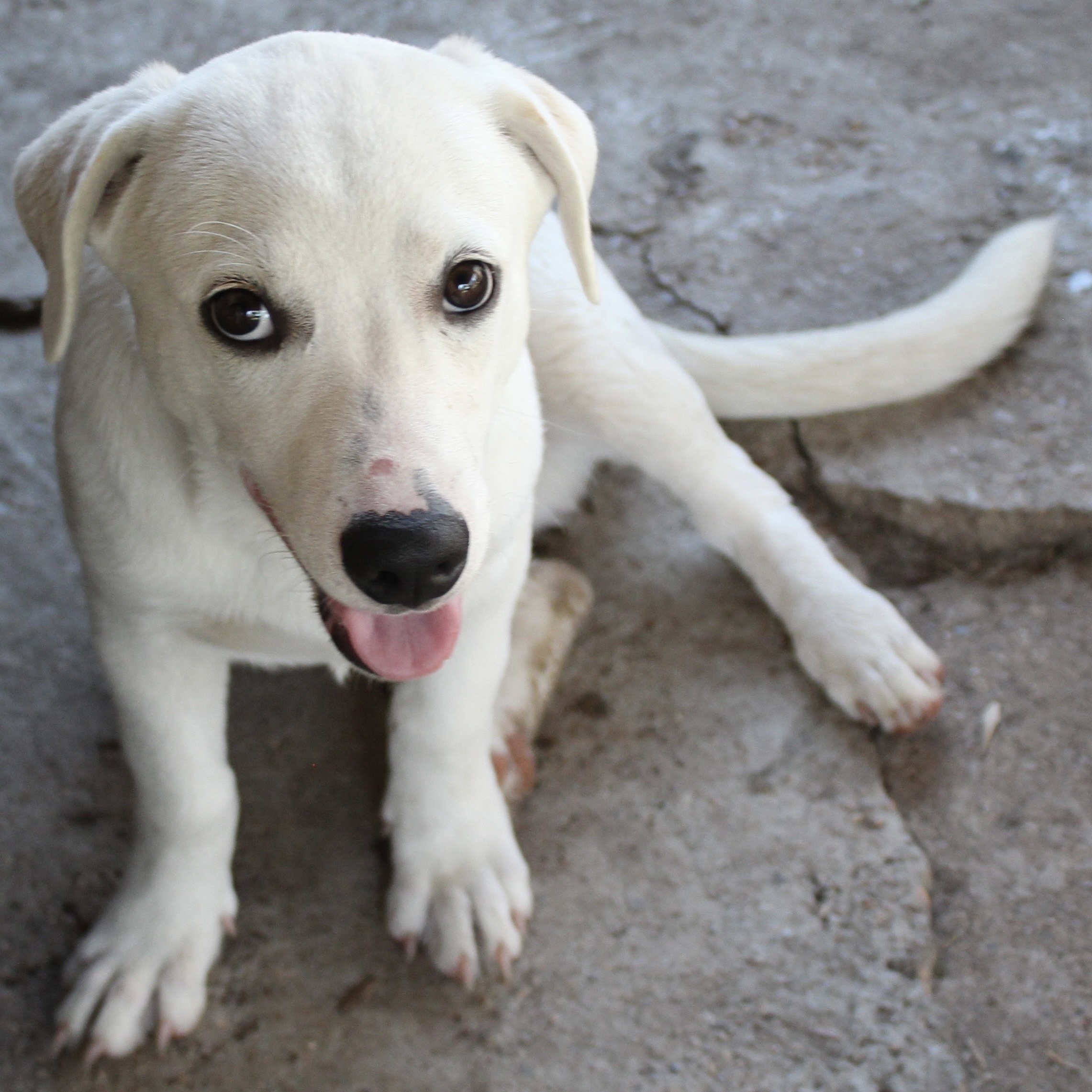 Dog for adoption Blanco, a Mixed Breed in Stowe, VT Petfinder