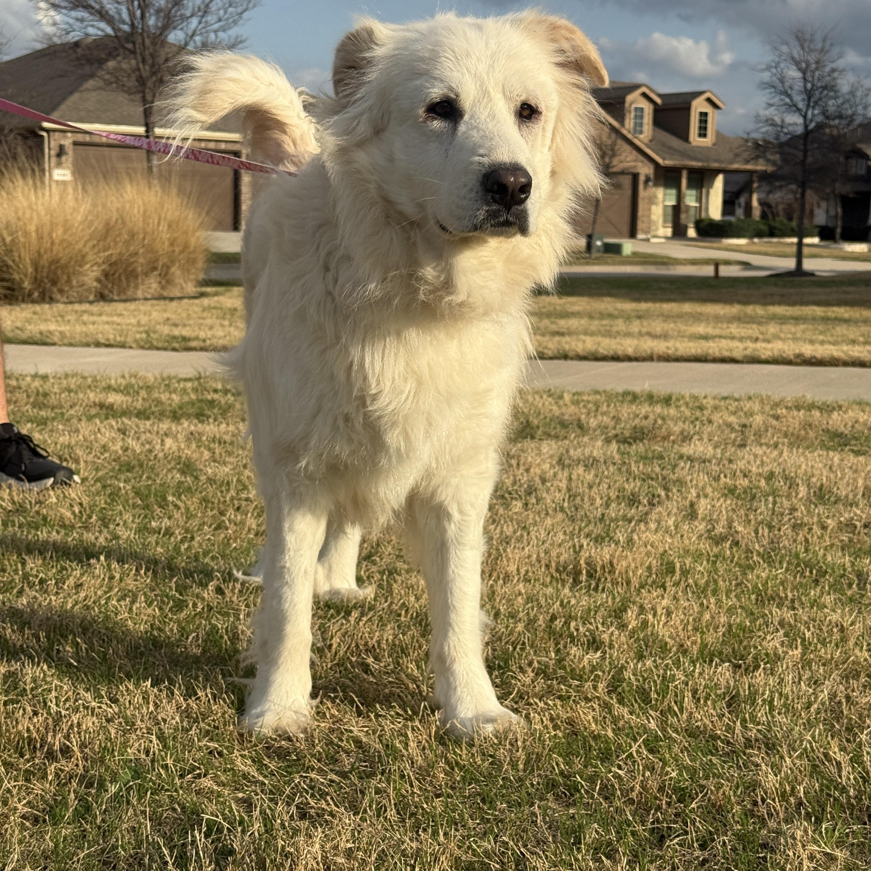 Enlarge Gracie, a ADOPTABLE mixed breed in Plano, TX image 5/6