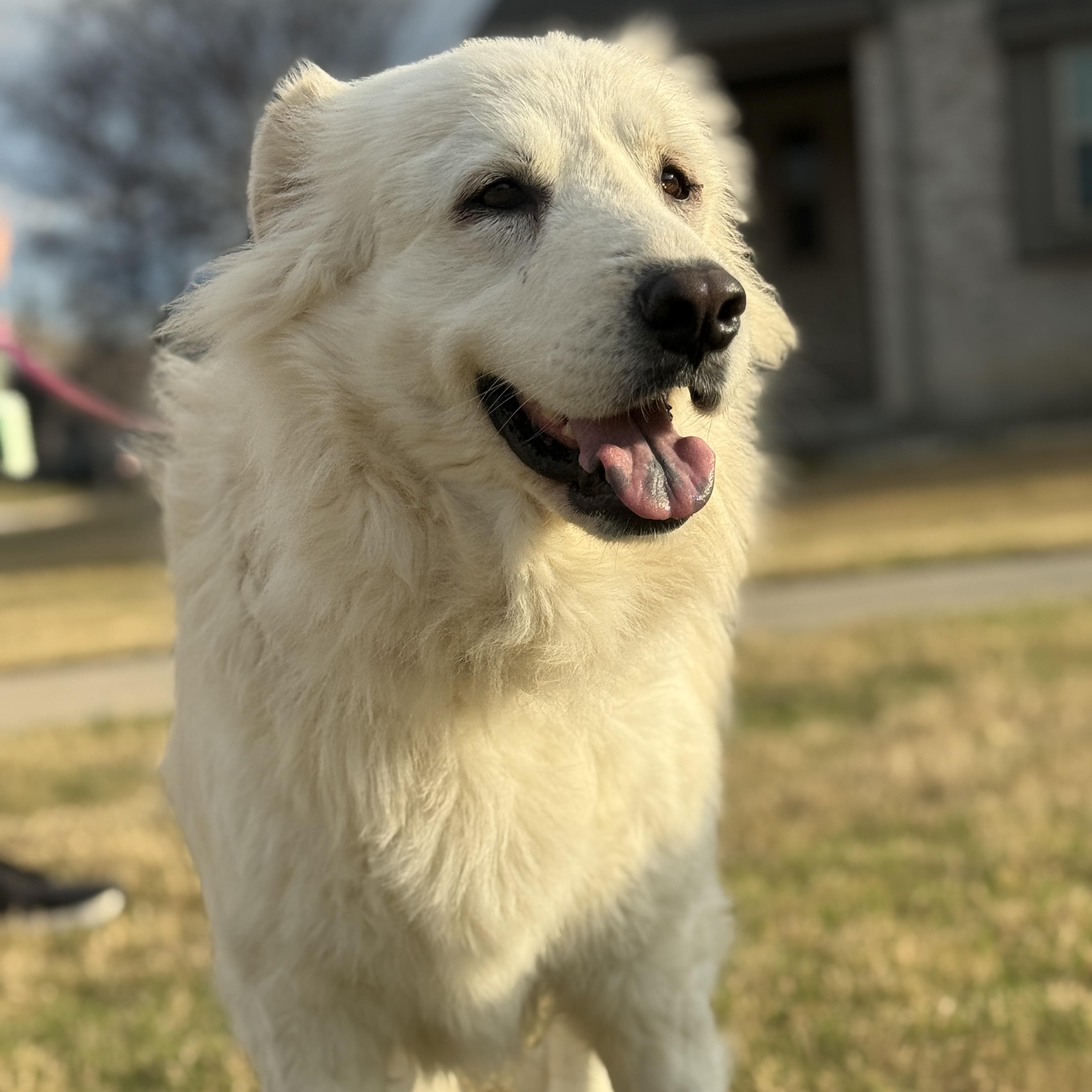 Enlarge Gracie, a ADOPTABLE mixed breed in Plano, TX image 3/6