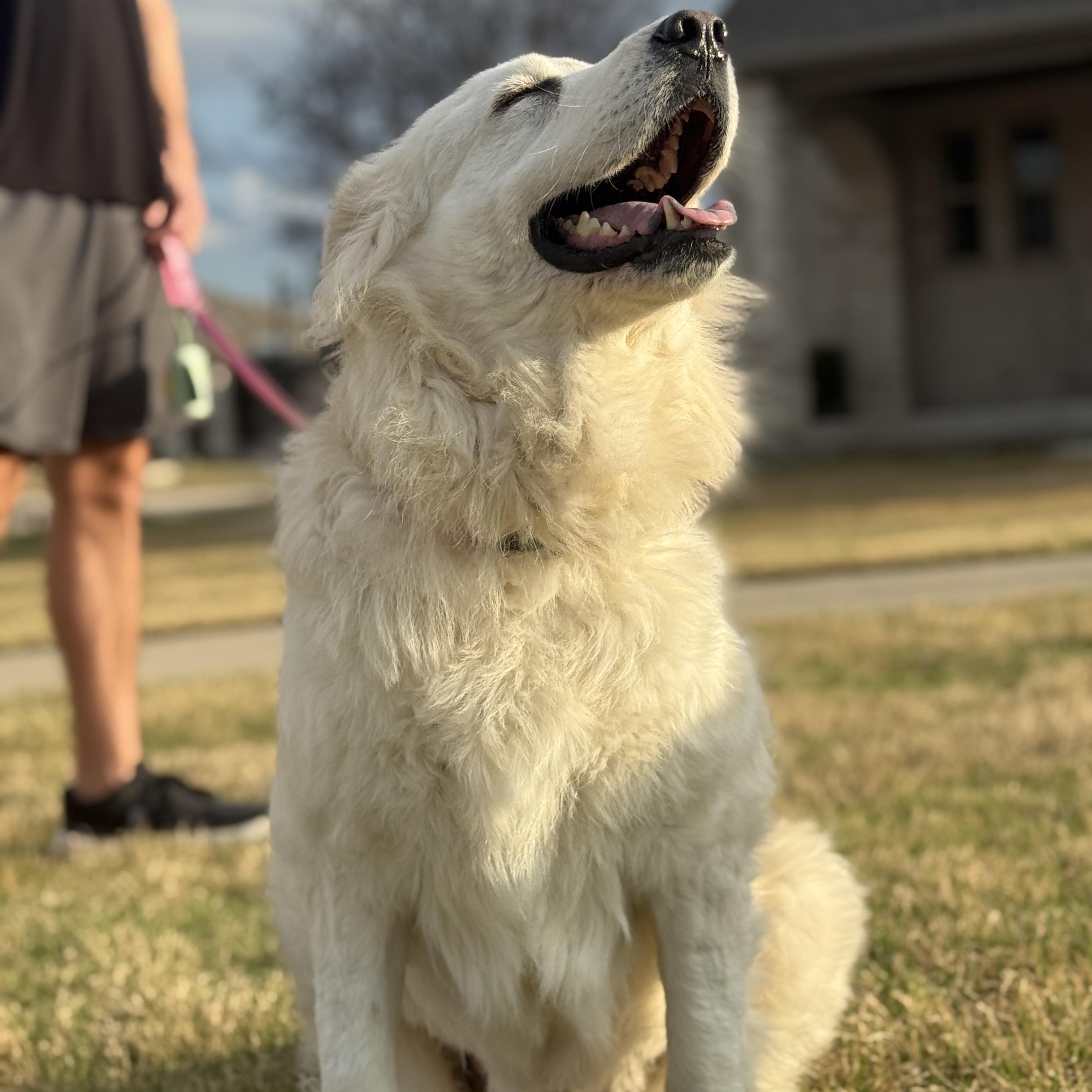 Enlarge Gracie, a ADOPTABLE mixed breed in Plano, TX image 2/6