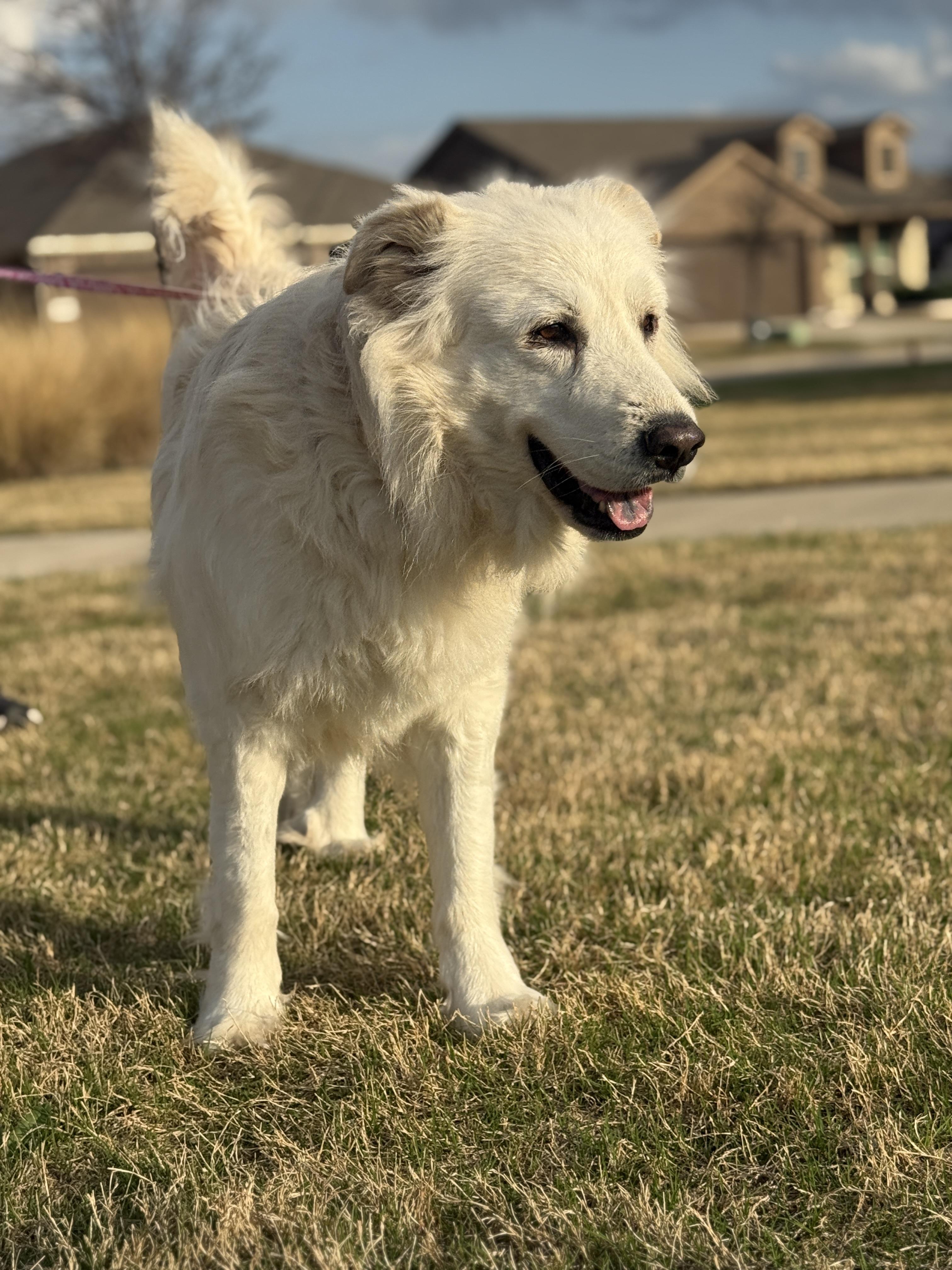 Enlarge Gracie, a ADOPTABLE mixed breed in Plano, TX image 4/6